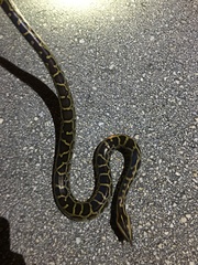 Python bivittatus