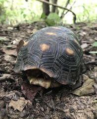 Chelonoidis carbonarius