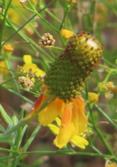Ratibida columnifera