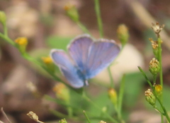 Hemiargus ceraunus
