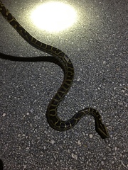 Python bivittatus