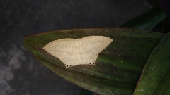 Acropteris ciniferaria