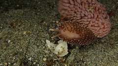 Aeolidia