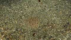 Acanthoserolis schythei