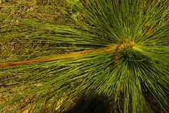 Xanthorrhoea johnsonii