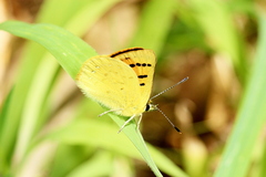 Lycaena salustius