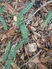 Blechnum penna-marina