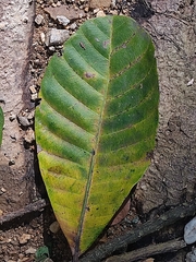 Anacardium excelsum