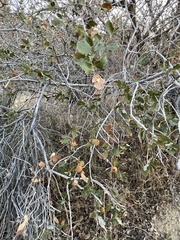 Quercus cornelius-mulleri