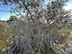 Quercus cornelius-mulleri