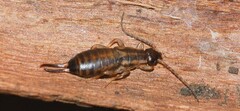 Forficula auricularia
