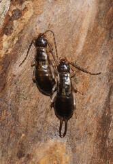 Forficula auricularia