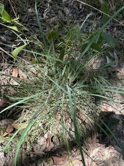 Cymbopogon refractus