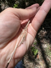 Cymbopogon refractus