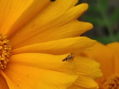 Dioxyna picciola