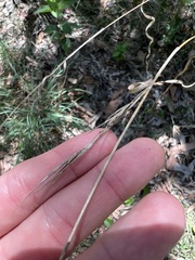 Cymbopogon refractus