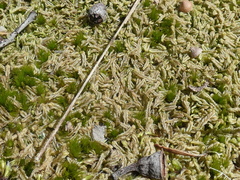 Lophocolea semiteres