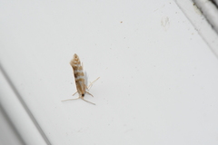 Argyresthia