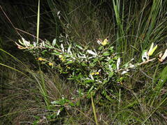 Grevillea chrysophaea