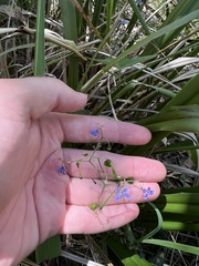 Dianella caerulea