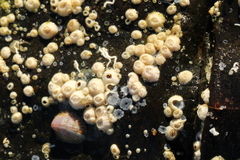 Amphibalanus improvisus