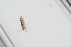 Argyresthia