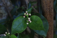 Gynochthodes jasminoides