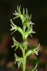 Prasophyllum roseum