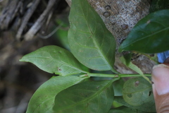 Gynochthodes jasminoides
