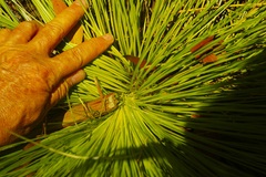 Xanthorrhoea johnsonii