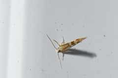 Argyresthia