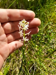 Stackhousia monogyna