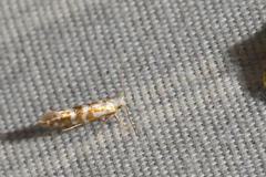 Argyresthia