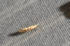 Argyresthia