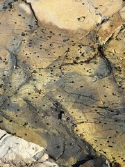 Littorina subrotundata