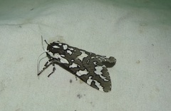 Arachnis zuni