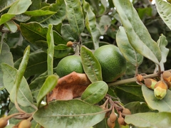 Pouteria lucuma