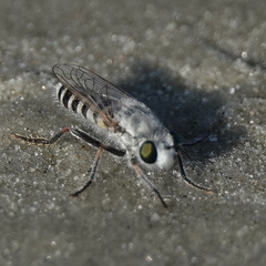 Laphystia