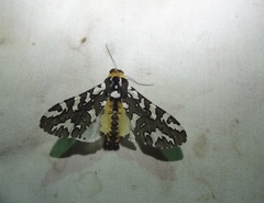 Arachnis zuni