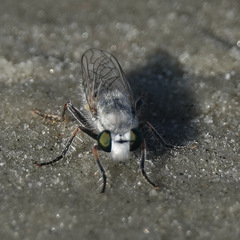 Laphystia