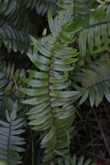 Pellaea falcata
