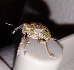 Hyperinae