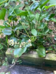 Paullinia pinnata