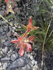 Castilleja integra