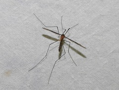 Leptotarsus setivena