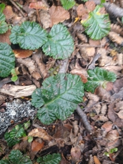 Rubus geoides
