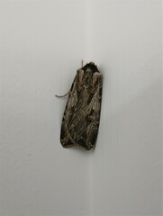 Agrotis munda