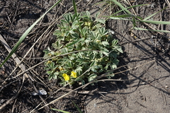 Potentilla acaulis