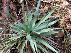 Yucca rupicola
