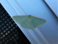 Chlorocoma cadmaria